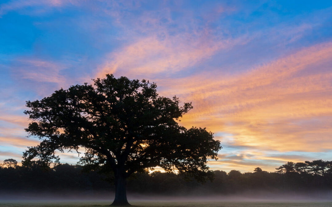 blue sky with partial pink cloud sunset, oak tree on the left in dark night