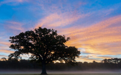 NATURE HELPS IMPROVE MENTAL HEALTH AND WELLBEING