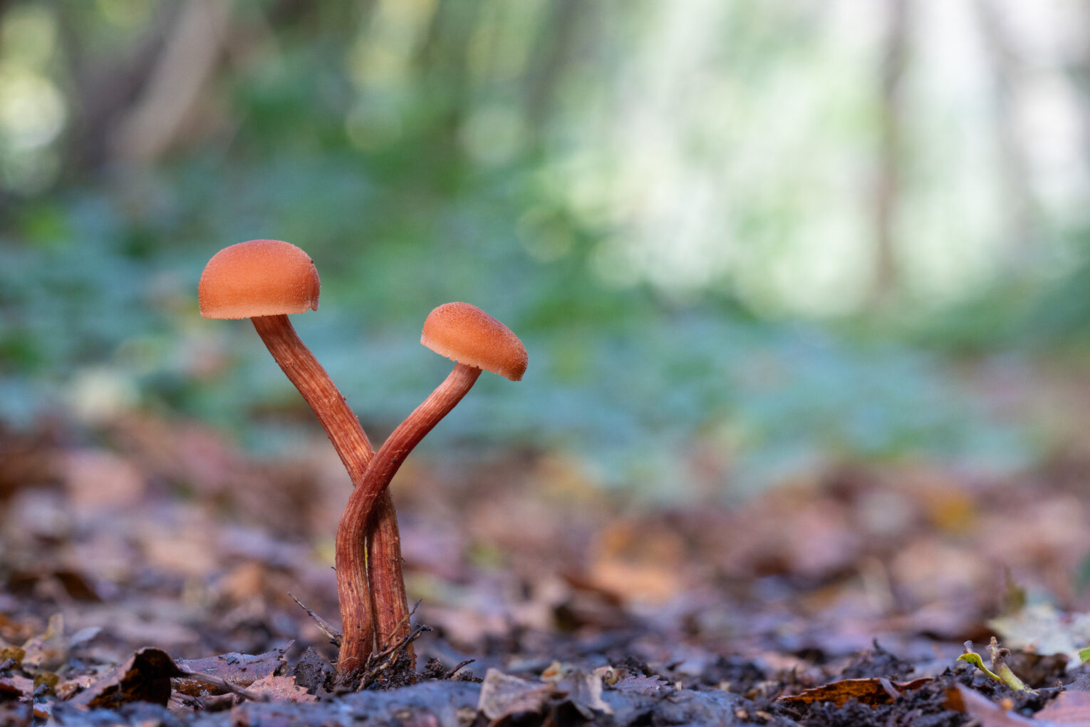 Forest in a box. Forest Bathing in the workplace. Forest Bathing Company Hampshire