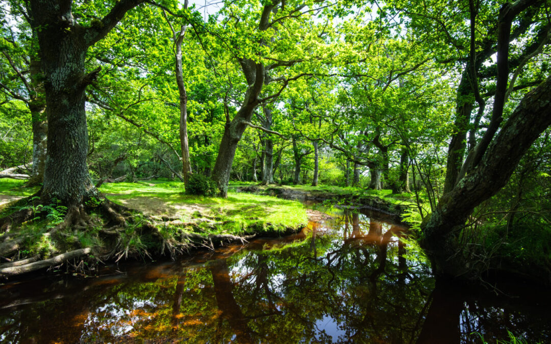 a view into the forest with trees growing and varying colours of green leaves a stream running in the middle trees either side