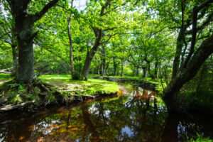 summer forest bathing hampshire woodland scene