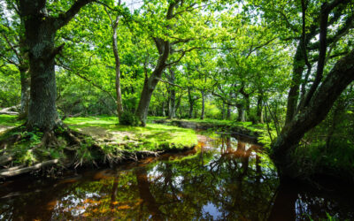 FEAST OF GREEN FOR YOUR EYES. HELPS YOU TO RELAX DURING FOREST BATHING