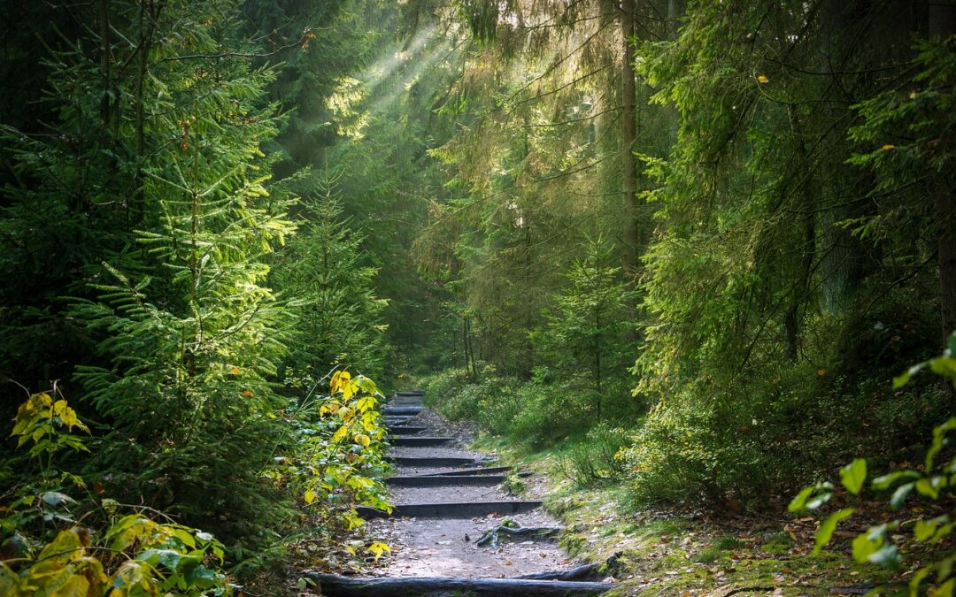 a stone path way going through the forest, tall tress growing either side with sunlight shining through the tree canopy lighting up the path way