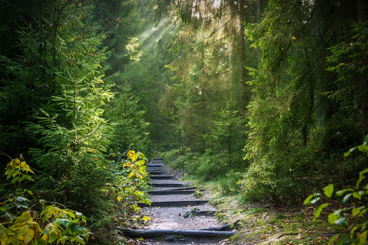 a stone path way going through the forest, tall tress growing either side with sunlight shining through the tree canopy lighting up the path way